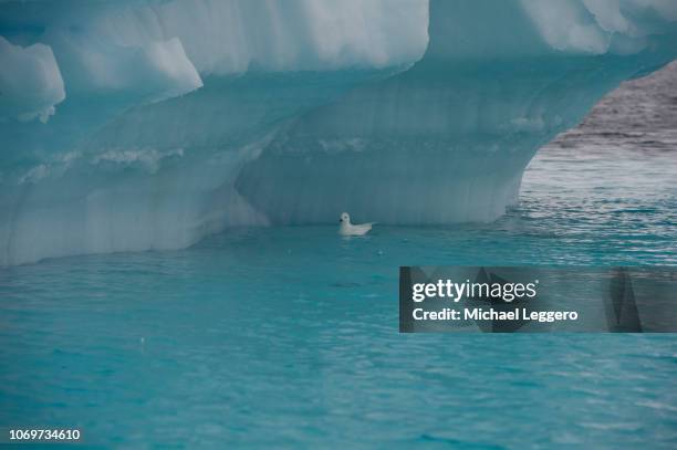 snow petrel - flaoting stock pictures, royalty-free photos & images