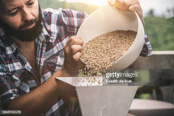 bryggeriet arbetare inspektera korn - beer ingredients bildbanksfoton och bilder