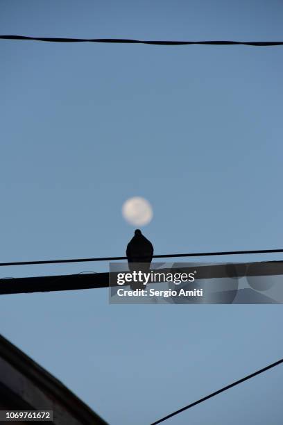 bird silhouette on a cable with moon - astronomy bird stock pictures, royalty-free photos & images