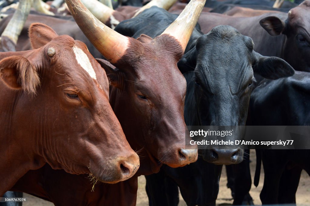 Herd of Ankole cattle with huge horns