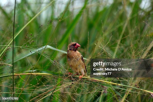 red-billed queleas also known as the red-billed weaver or red-billed dioch (quelea quelea) in a shrub - red billed quelea (quelea quelea) stock pictures, royalty-free photos & images