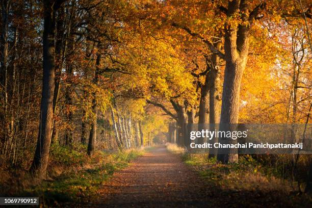 autumn in eindhoven - november stockfoto's en -beelden