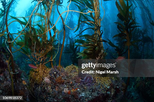 Giant Kelp Forest, Tasmania, Australia Giant Kelp Forest, Tasmania, Australia