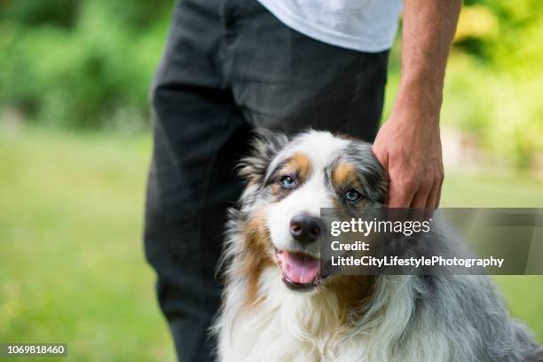 Animal Clapping Animal Clapping Photos and Premium High Res Pictures - Getty Images