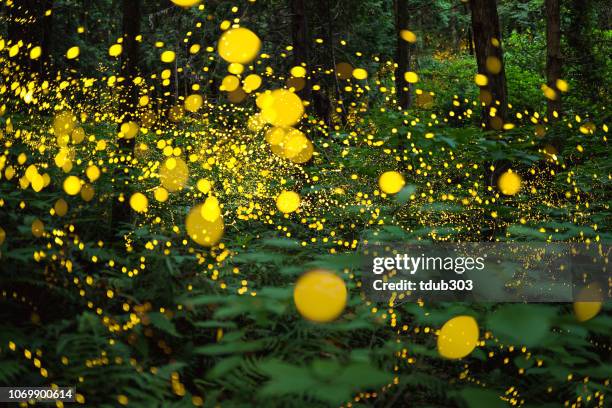 fireflies glowing in the forest of japan displaying the natural wonder of bio luminescence - glowworm stock pictures, royalty-free photos & images