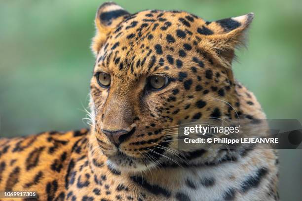 amur leopard close-up portrait - amur leopard fotografías e imágenes de stock