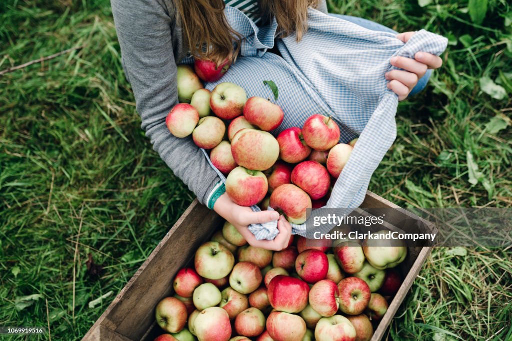 Jeune femme collecte de pommes à l’automne