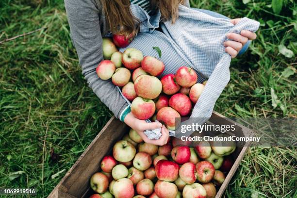 young woman collecting apples in the fall - colheita imagens e fotografias de stock