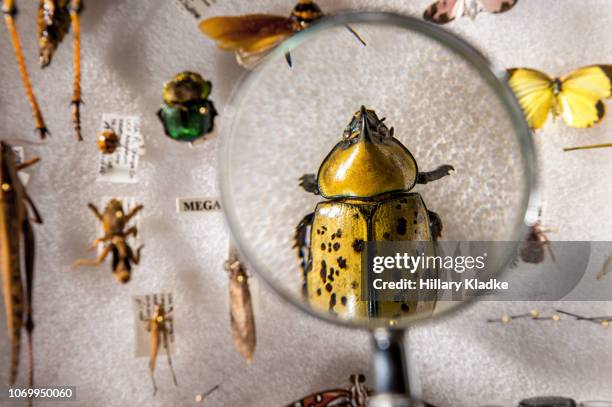 personal bug collection with magnifying glass - insect stockfoto's en -beelden