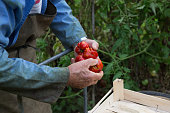 tomato in a hand of a farmer