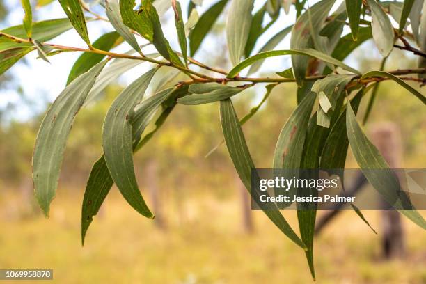 gum leaves - eucalyptus leaves stock-fotos und bilder