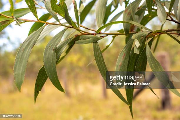 gum leaves - feuille d'eucalyptus photos et images de collection