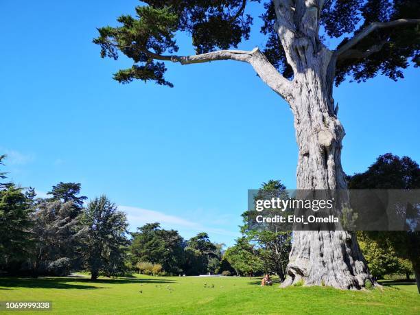 menschen, die ruhe im golden gate park von san francisco, kalifornien - golden gate park stock-fotos und bilder