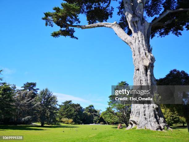 gente descansando en el parque golden gate de san francisco, california - parque de golden gate fotografías e imágenes de stock