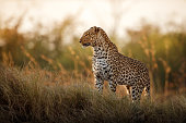 African leopard female pose in beautiful evening light.