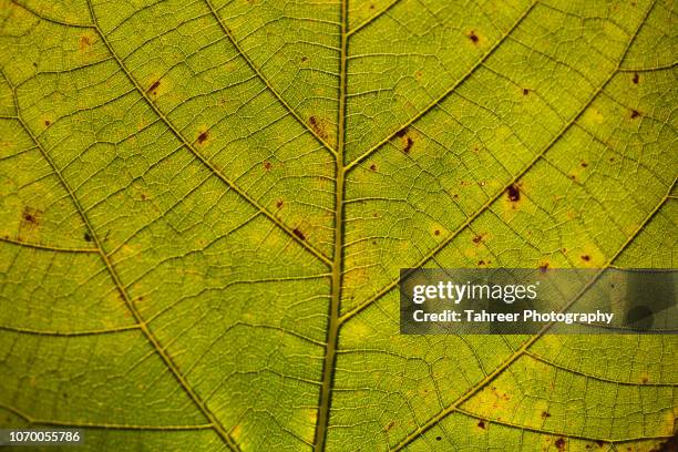 leaf background - leaf pattern stock-fotos und bilder