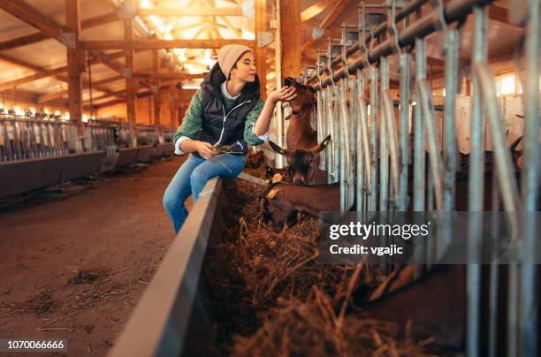 élevage de chèvres - fermier lait photos et images de collection