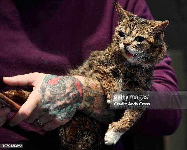 Mike Bridavsky holds his cat, Lil Bub at the 1st annual Snowcats Cat Convention at the EXDO Event Center December 08, 2018. Lil Bub was born with a...