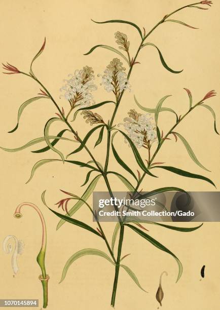 Engraving of the Pine-leaved Lobelia , from the book "The botanist's repository, for new, and rare plants" by Henry Charles Andrews, 1797. Courtesy...