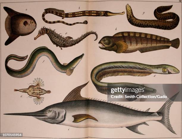 Engraving of the Teleostei, Sunfish, Great Pipe-fish, Sea Horse, Sea Dragon, Electric Eel, Eel, Wolf-fish, and Sword-fish, from the book "Natural...
