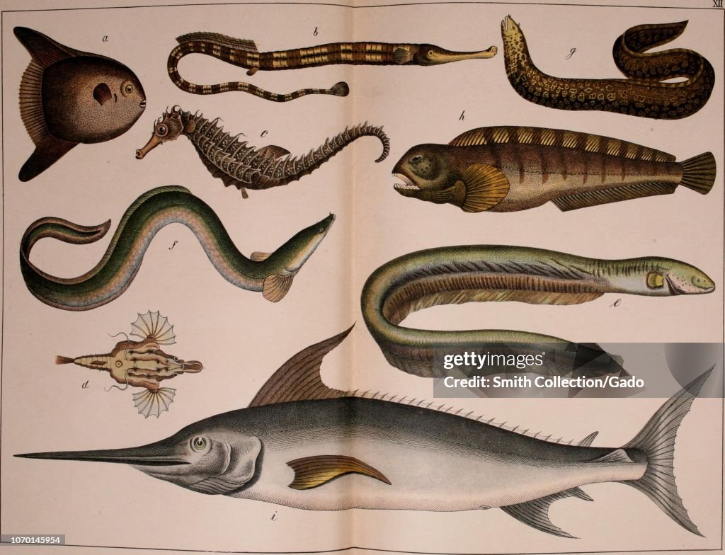The Teleostei