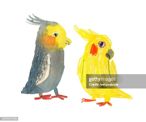 set of exotic birds - cockatiel isolated stock illustrations