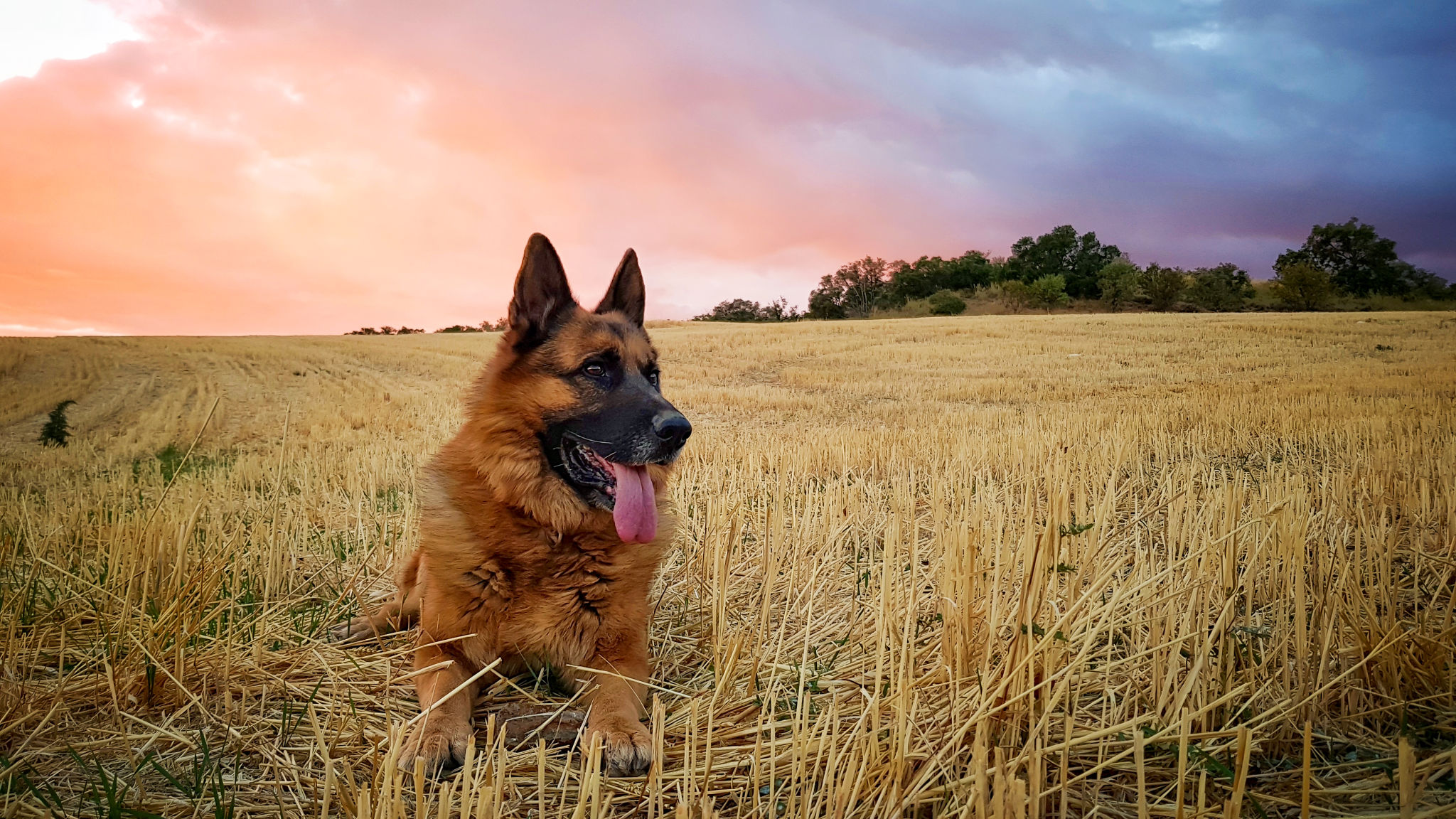 healthy german shepherd