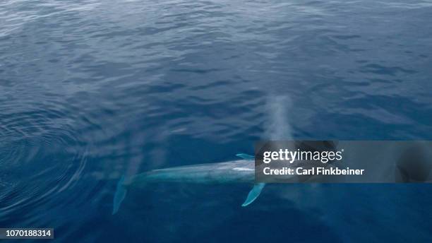 aerial view of blue whale diving in calm, blue ocean - blue whale stock-fotos und bilder