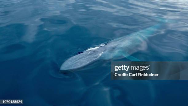 aerial view of blue whale diving in calm, blue ocean - blue whale stock-fotos und bilder