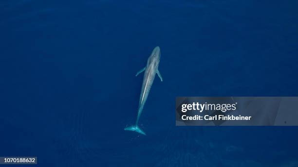 aerial view of blue whale diving in perfect blue ocean - bando de mamíferos marinhos - fotografias e filmes do acervo