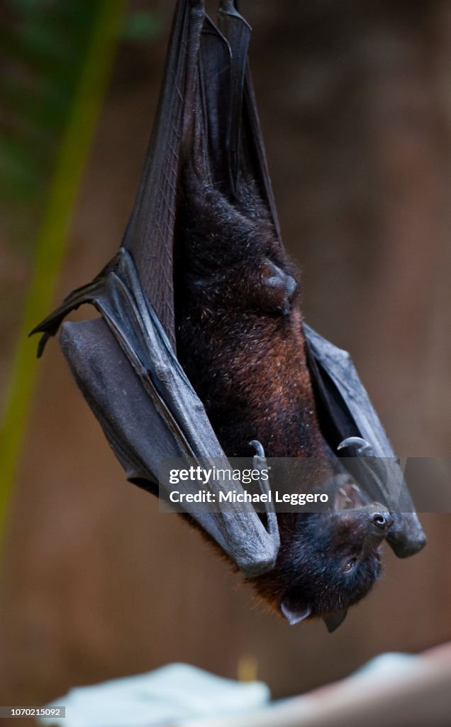 Megabat Fruit bat