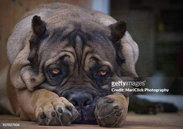 tzass - cane corso stock pictures, royalty-free photos & images