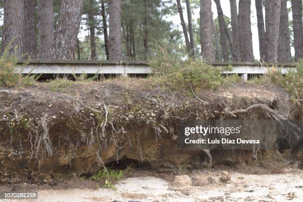 the storms and the sea  eroded soil, exposes tree roots - topsoil stock pictures, royalty-free photos & images