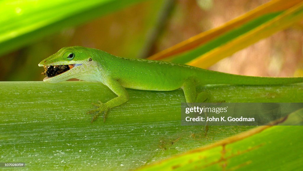 Anole Lizard Eating Insect High-Res Stock Photo - Getty Images