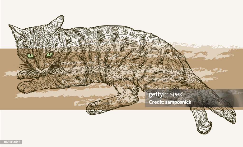 Bengal Cat