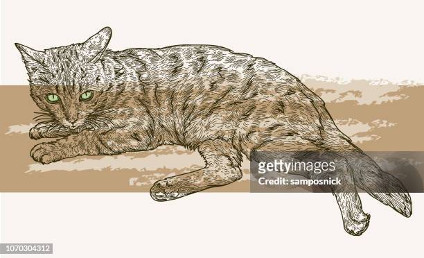 bengal cat - pure bred cat stock illustrations
