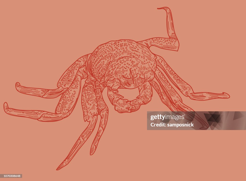 Crab