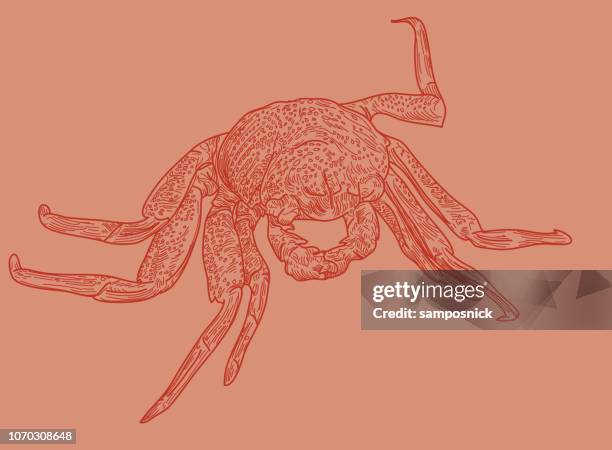 Crab High-Res Vector Graphic