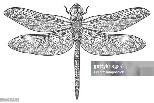 ilustrações, clipart, desenhos animados e ícones de libélula - odonata