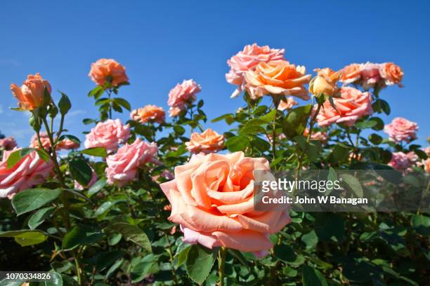 roses in werribee park melbourne - roses in garden stock pictures, royalty-free photos & images
