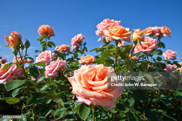 roses in werribee park melbourne - rosenträdgård bildbanksfoton och bilder