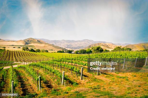 サンタ イネズ カリフォルニアのブドウ園 - サンタイネス ストックフォトと��画像
