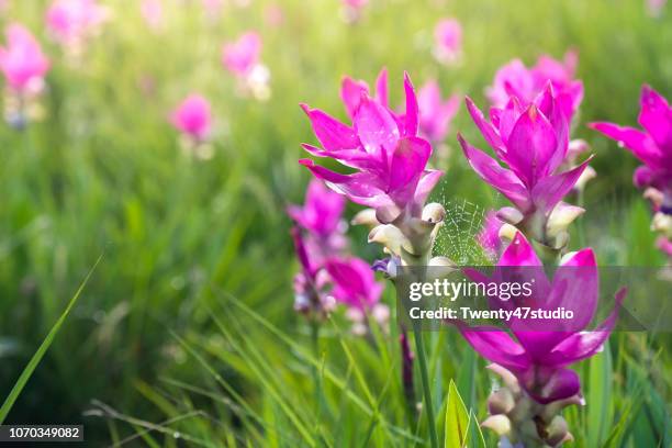 curcuma alismatifolia flower in siamese tulip field at pa hin ngam national park, chaiyaphum, thailand. - açafrão da índia imagens e fotografias de stock