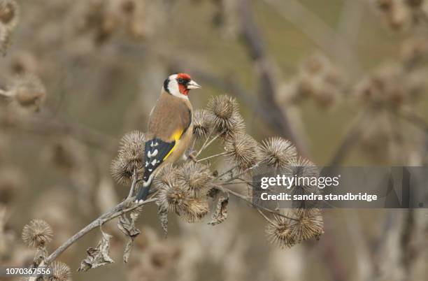 a beautiful goldfinch (carduelis carduelis) feeding on the seeds of a wild burdock plant (arctium lappa). - carduelis carduelis stock pictures, royalty-free photos & images