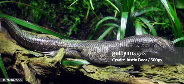 madagascar plated lizard - plated lizard stock pictures, royalty-free photos & images