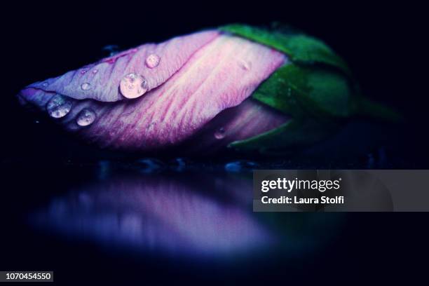 covered in drops pink hibiscus closed bud and its reflection against dark background - flower close up stock pictures, royalty-free photos & images