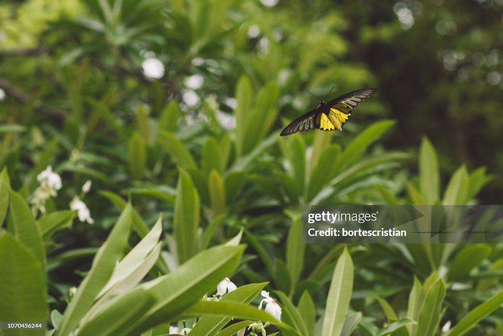 Butterfly Pollinating Flower