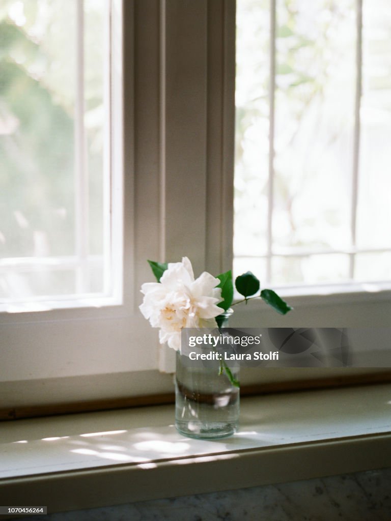 Beautiful fresh cut rose inside water bottle on wooden windowsill at home