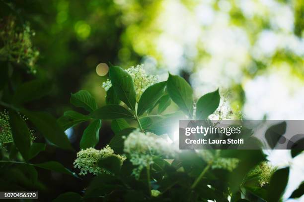 sun shining through elder (sambucus) leaves and flowers in springtime - folhagem viçosa - fotografias e filmes do acervo