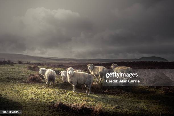 herde von schafen weiden in freier wildbahn mit dicken mänteln mit fernen hügel und dunkle stimmungsvoller himmel - ireland stock-fotos und bilder